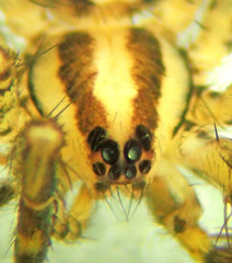 Zora hespera