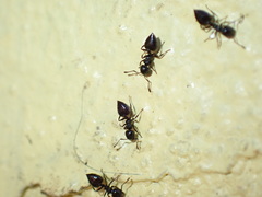 Crematogaster liengmei