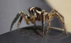 Plexippus paykulli