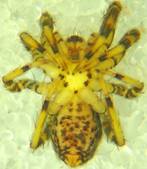 Zora hespera