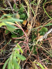 Limonium duriusculum