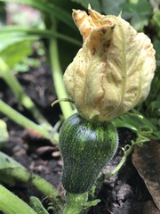 Cucurbitaceae
