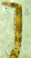 Zora hespera