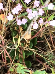 Limonium duriusculum
