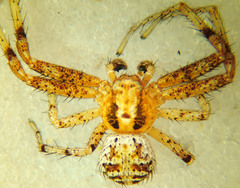 Xysticus gosiutus