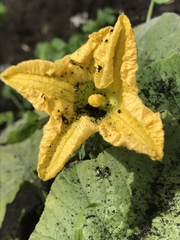 Cucurbitaceae