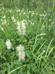 Sanguisorba stipulata