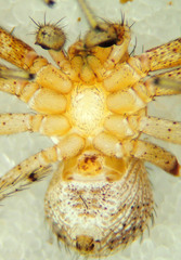 Xysticus gosiutus