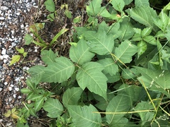 Toxicodendron radicans