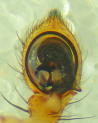 Xysticus gosiutus