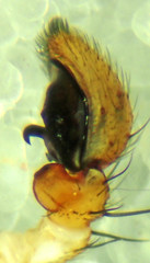 Xysticus gosiutus