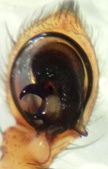 Xysticus gosiutus