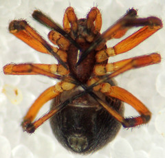 Dipoena nigra