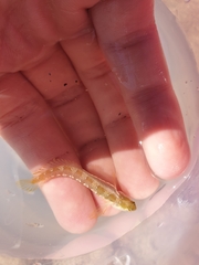 Microlipophrys dalmatinus