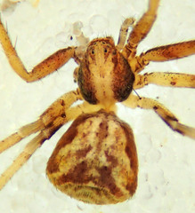 Philodromus quercicola