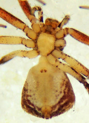 Philodromus quercicola