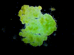 Dolichospermum lemmermannii