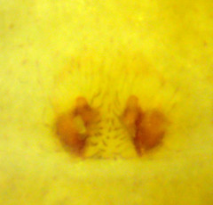 Philodromus quercicola