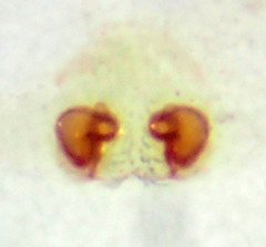 Philodromus quercicola