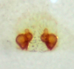 Philodromus quercicola