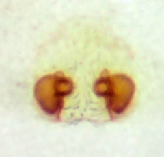 Philodromus quercicola