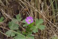 Geranium core-core