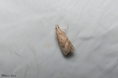 Cybalomia pentadalis