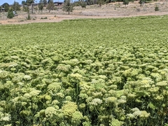 Daucus carota sativus