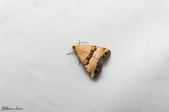 Pseudozarba bipartita