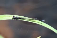 Enallagma cardenium