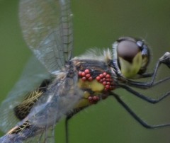 Arrenurus