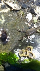 Gnorimosphaeroma oregonense