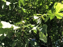 Aesculus hippocastanum