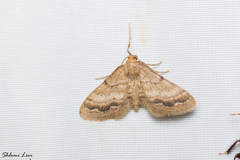 Idaea inclinata