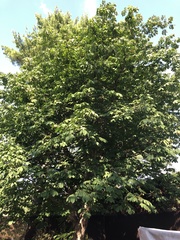 Aesculus hippocastanum