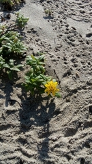 Pectis multiflosculosa