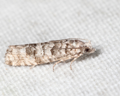 Retinia gemistrigulana