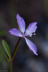 Clarkia modesta