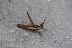 Mermiria intertexta