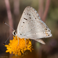 Tharsalea xanthoides