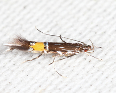Cosmopterix clemensella