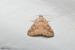 Pericyma albidentaria
