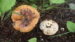 Russula pectinatoides