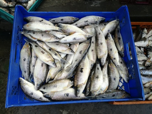 Ecuadorian leporinus (Leporinus ecuadorensis) — Anostomidae — 3