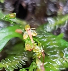 Platystele acutilingua