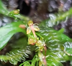 Platystele acutilingua