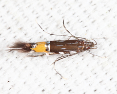 Cosmopterix clemensella
