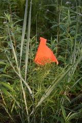 Hypericum swinkianum