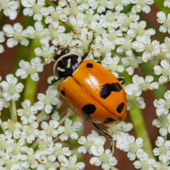 Hippodamia glacialis