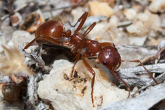 Polyergus vinosus